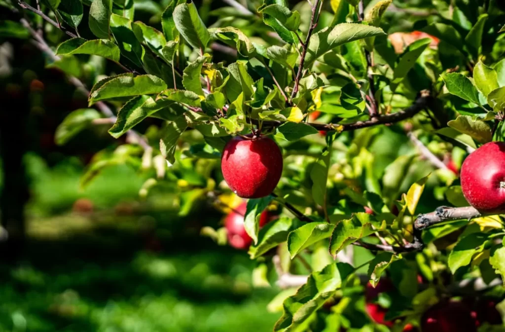 Red apple hanging from a lush green apple tree.