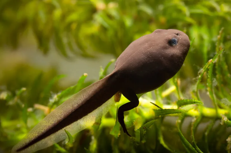 Tadpoles feeding on algae as part of their diet