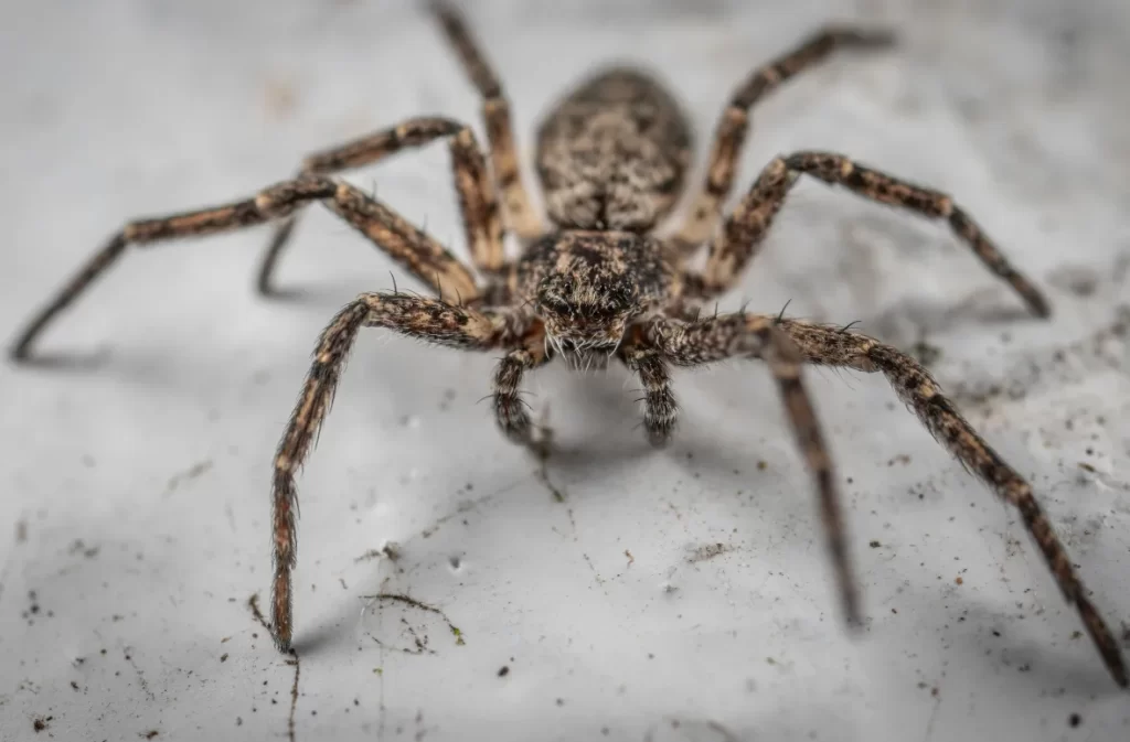 Wolf spider crawling indoors.