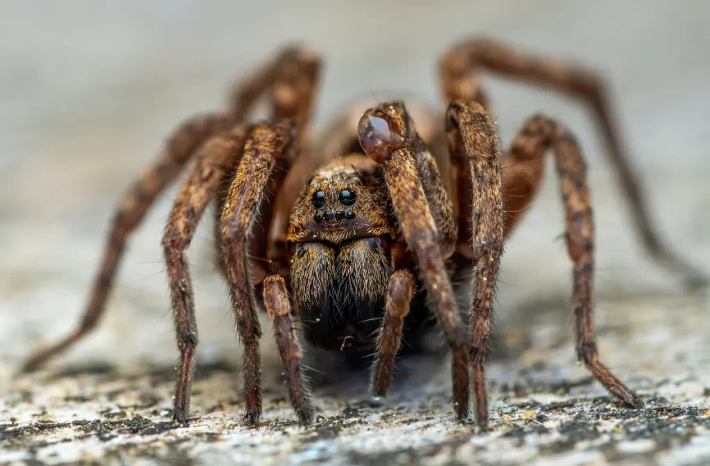 Spider with hairy legs close-up.