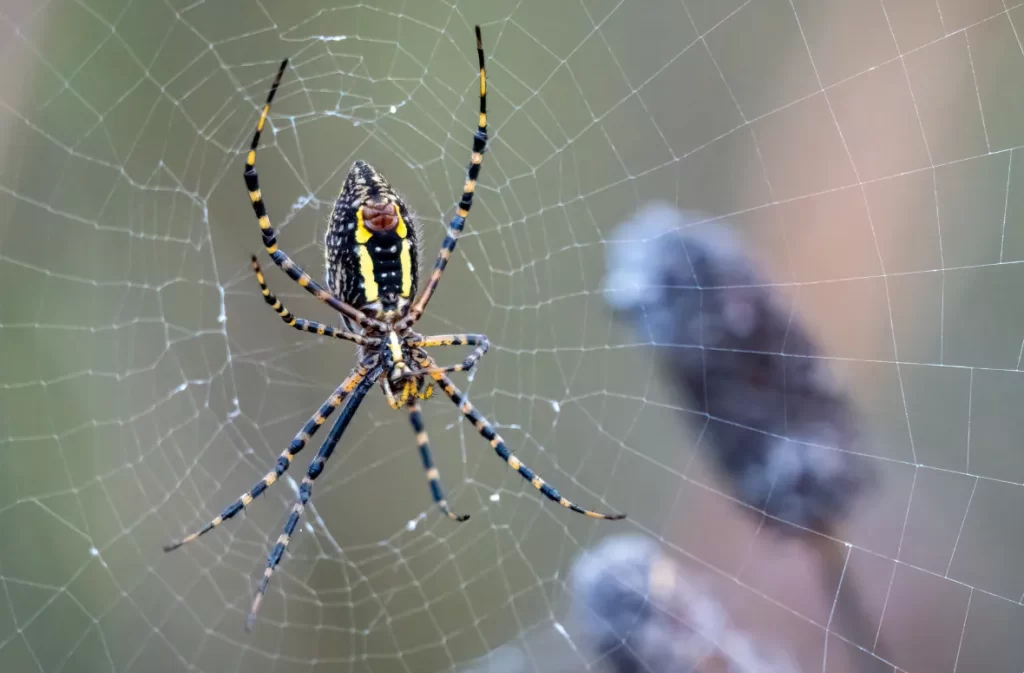 Orb-weaver spider on its web.