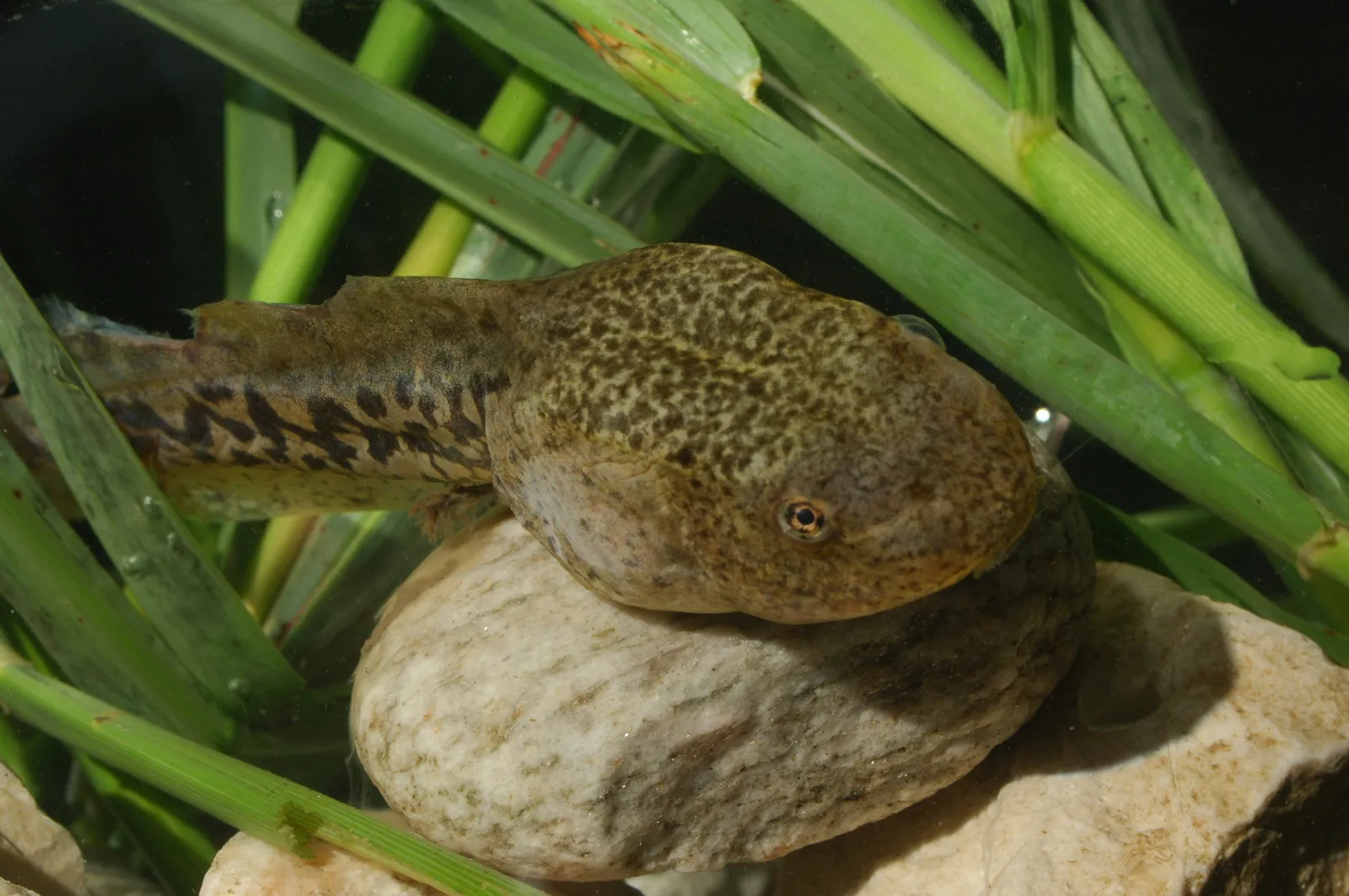 Tadpole eating plant-based food in a natural habitat.