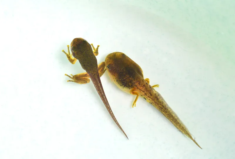 Tadpoles consuming vegetables and aquatic plants.