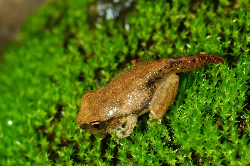 Various foods tadpoles can eat for proper nutrition.