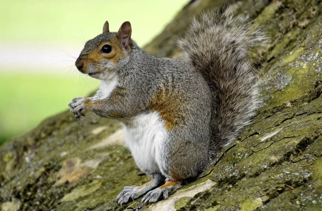 Squirrel sitting on a tree branch looking alert.