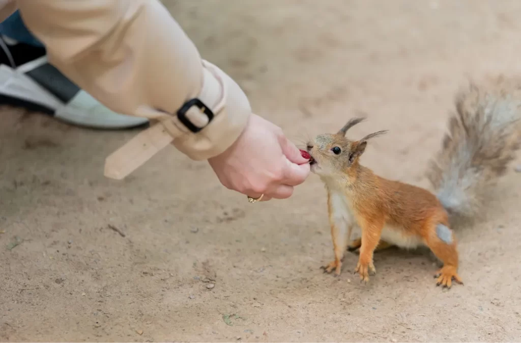 Hand feeding a squirrel a small red berry.