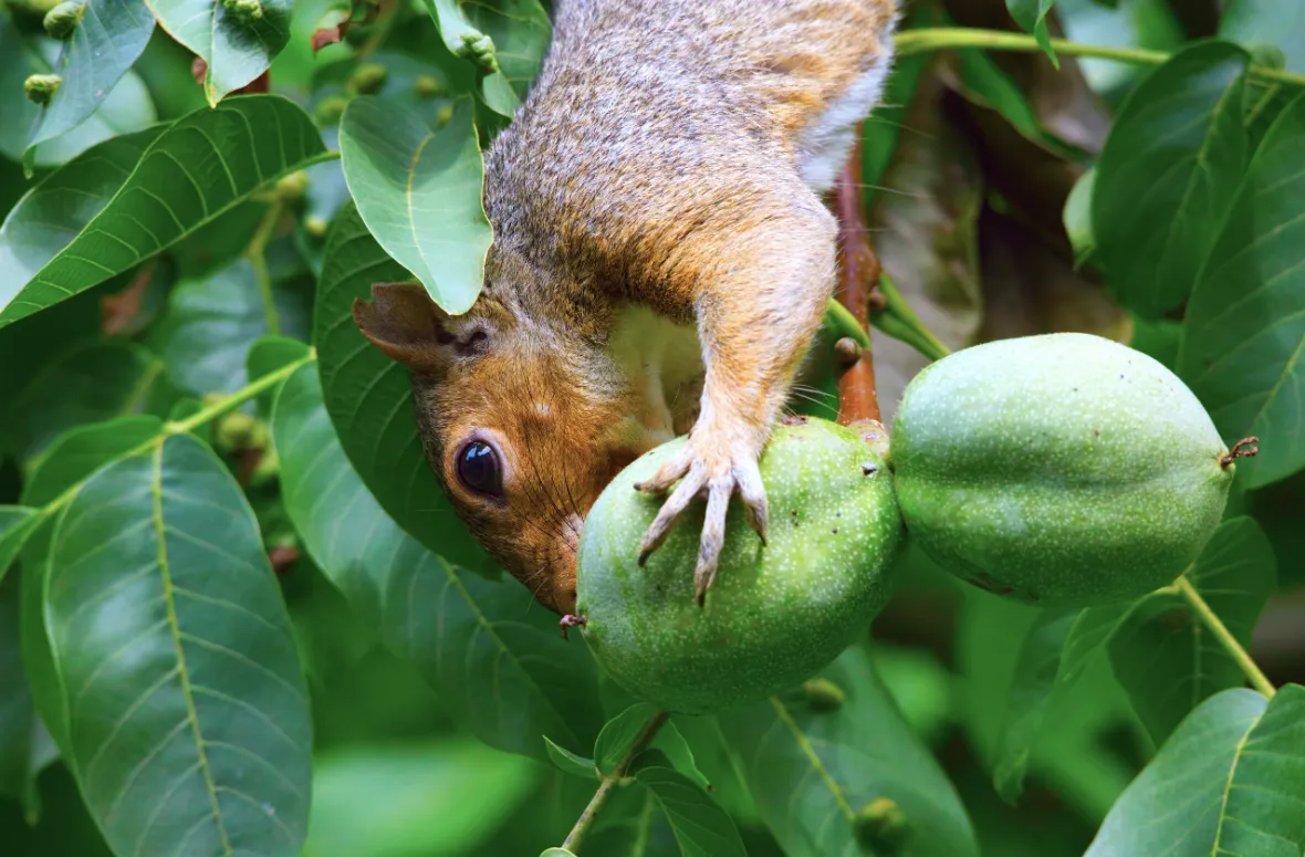 What Can I Feed Squirrels? A Complete Guide to Squirrel Nutrition