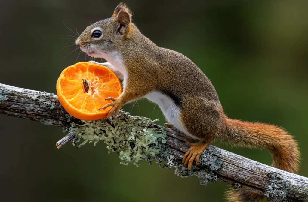 Squirrel nibbling on a fresh orange slice on a branch.